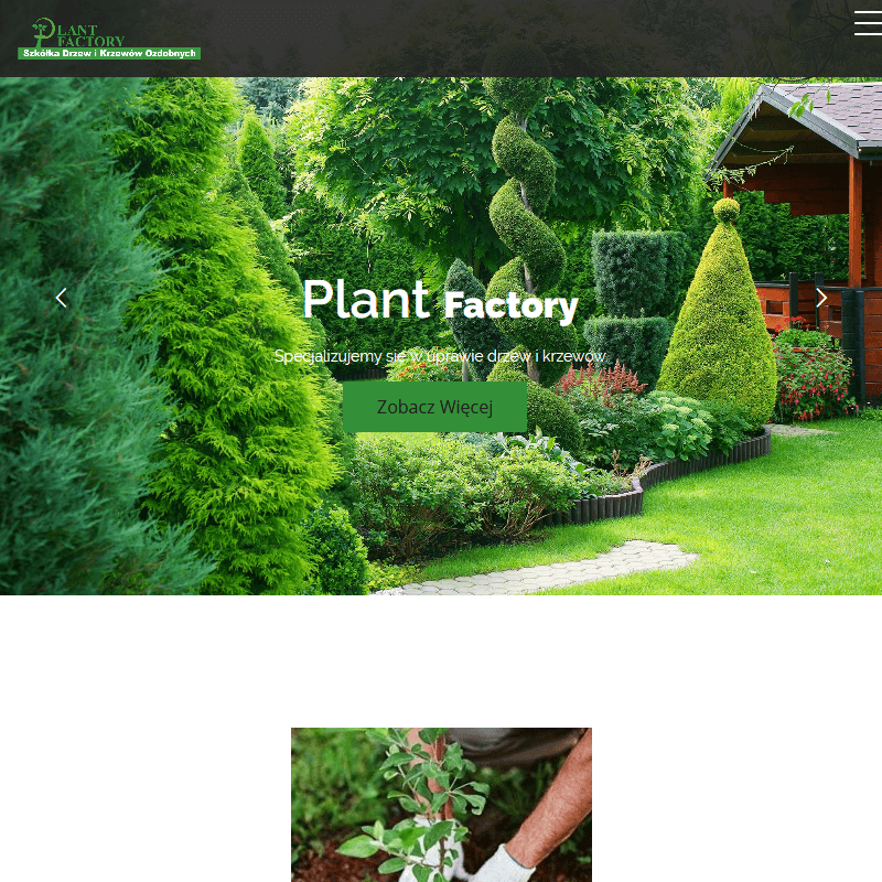 Jodła kaukaska sadzonki w Grójcu